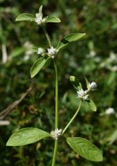 Alternanthera ficoidea