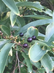 Amygdaloideae
