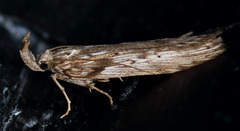 Metopleura potosi