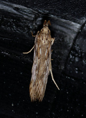 Metopleura potosi