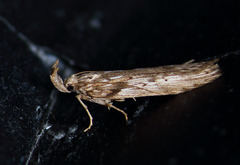 Metopleura potosi
