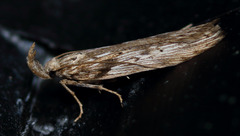 Metopleura potosi