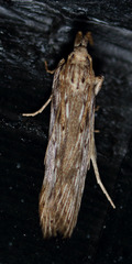 Metopleura potosi
