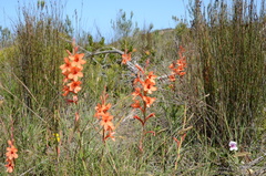 Watsonia schlechteri