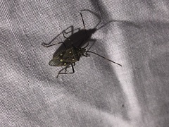 Poecilometis alienus