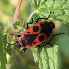 Pyrrhocoris apterus