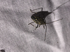 Poecilometis alienus