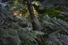 Pteris deflexa