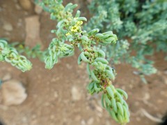 Suaeda foliosa