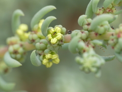 Suaeda foliosa