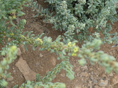 Suaeda foliosa