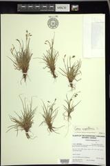 Carex capillaris fuscidula
