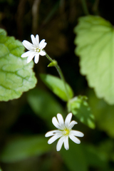 Cerastium sylvaticum