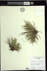 Carex capillaris fuscidula