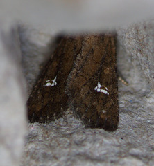 Tricholita fistula