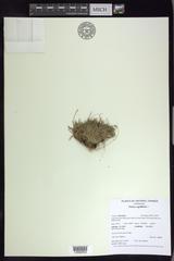 Carex capillaris fuscidula