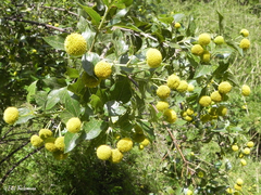 Podanthus ovatifolius