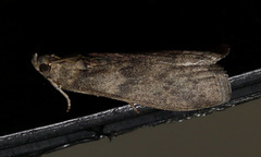 Ectomyelois ceratoniae