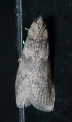 Ectomyelois ceratoniae