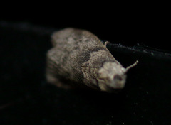 Ectomyelois ceratoniae