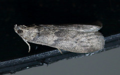 Ectomyelois ceratoniae