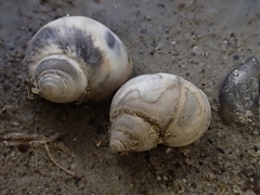 Fluminicola coloradoensis