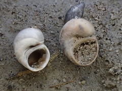 Fluminicola coloradoensis