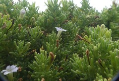 Nolana ramosissima