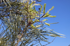 Grevillea pyramidalis leucadendron