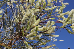 Grevillea pyramidalis leucadendron