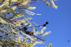 Grevillea pyramidalis leucadendron