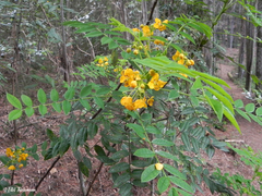 Senna stipulacea