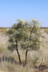 Grevillea pyramidalis leucadendron