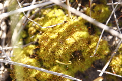 Tortella xanthocarpa