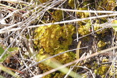 Tortella xanthocarpa