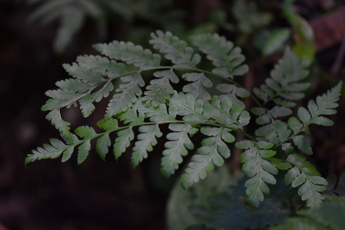 Image of Pteris deflexa by (c) veronica, some rights reserved (CC BY-SA)