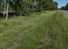 Alternanthera ficoidea