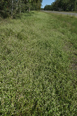 Alternanthera ficoidea