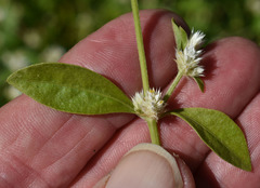 Alternanthera ficoidea