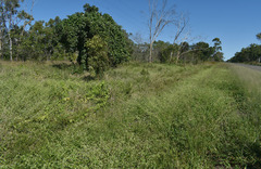 Alternanthera ficoidea