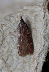 Aglossa electalis