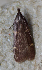 Aglossa electalis