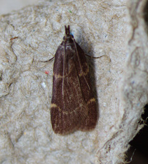 Aglossa electalis