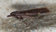 Aglossa electalis