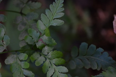 Pteris deflexa