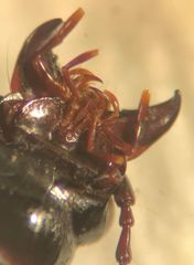 Pterostichus luctuosus