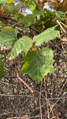Vitis riparia