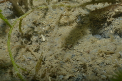 Phoronis