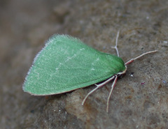 Synchlora faseolaria