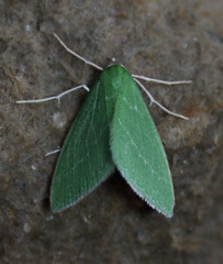 Synchlora faseolaria